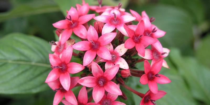 Giới thiệu về hoa Pentas