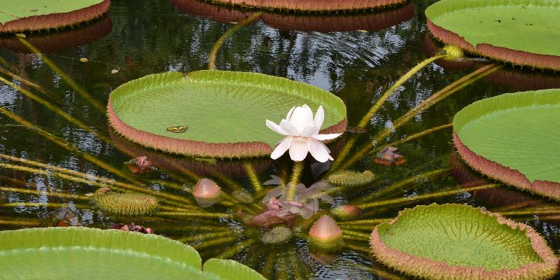 Một số đặc điểm về hoa súng nia