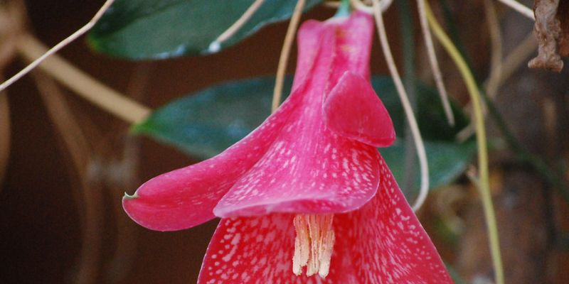 Lapageria rosea - một trong những quốc hoa của Chile