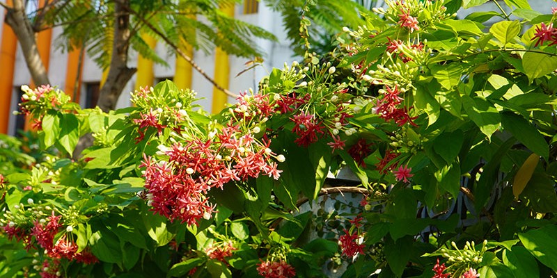 Hoa Sử Quân Tử (Rangoon Creeper) 