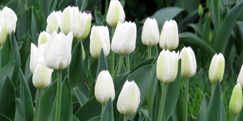 Top hoa màu khói đẹp mắt - Hoa tulip