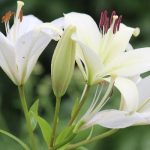 Top hoa tặng bạn mới quen - Hoa lily trắng