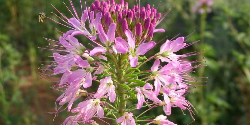 Top hoa thu hút nhiều côn trùng - Hoa Rocky Mountain Bee