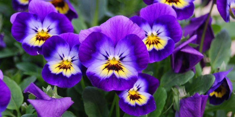 Top hoa tượng trưng cho sự yên bình - Hoa violet