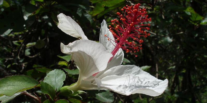 Thông tin sơ lược về hoa Koki'o