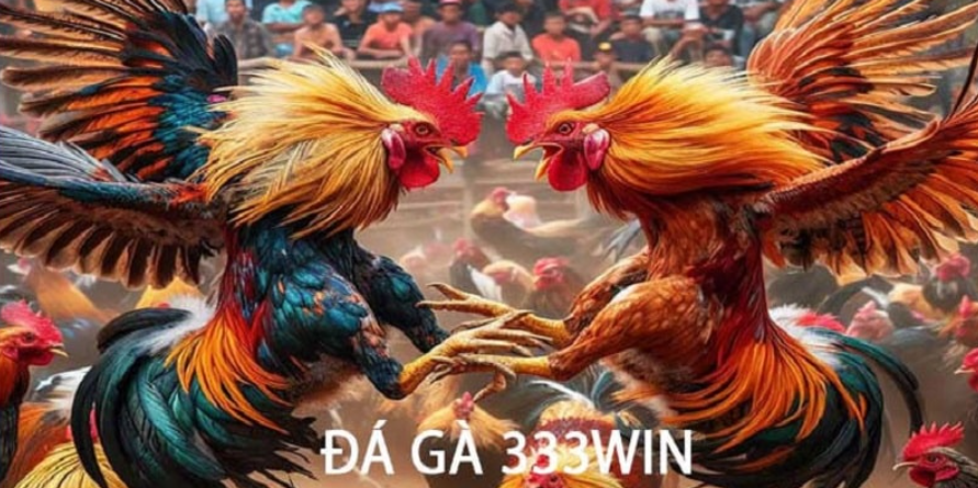 Tìm hiểu và nắm rõ quy định cược đá gà online tại 333 win để chơi game dễ dàng