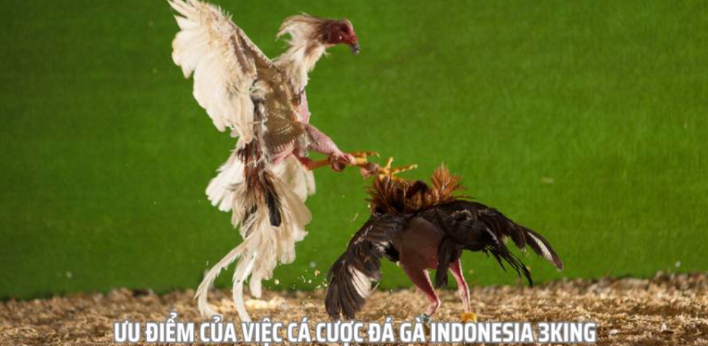 Phân tích xu hướng phát triển của chọi gà Indonesia độc đáo